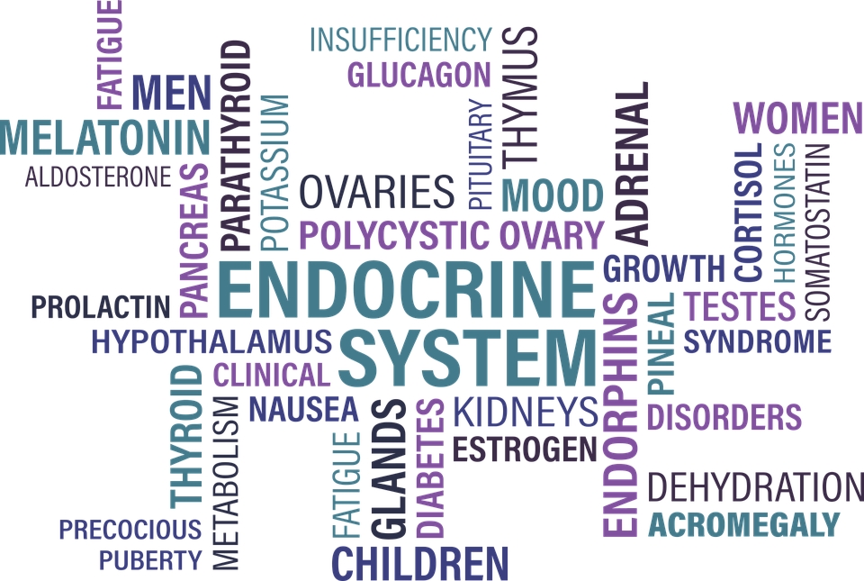 Endocriniens Hormones: L'hormone Parathyroïdienne