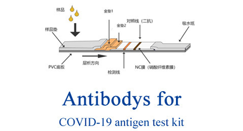 Anticorps pour COVID-19 antigen test