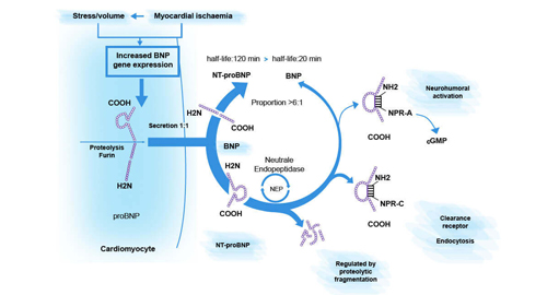 N-terminal pro B le Peptide Natriurétique de type (nt-probnp)