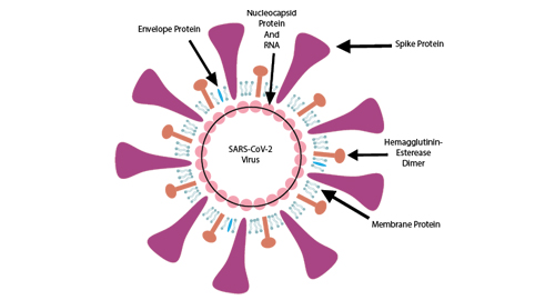 Pourquoi protéine de spicule?