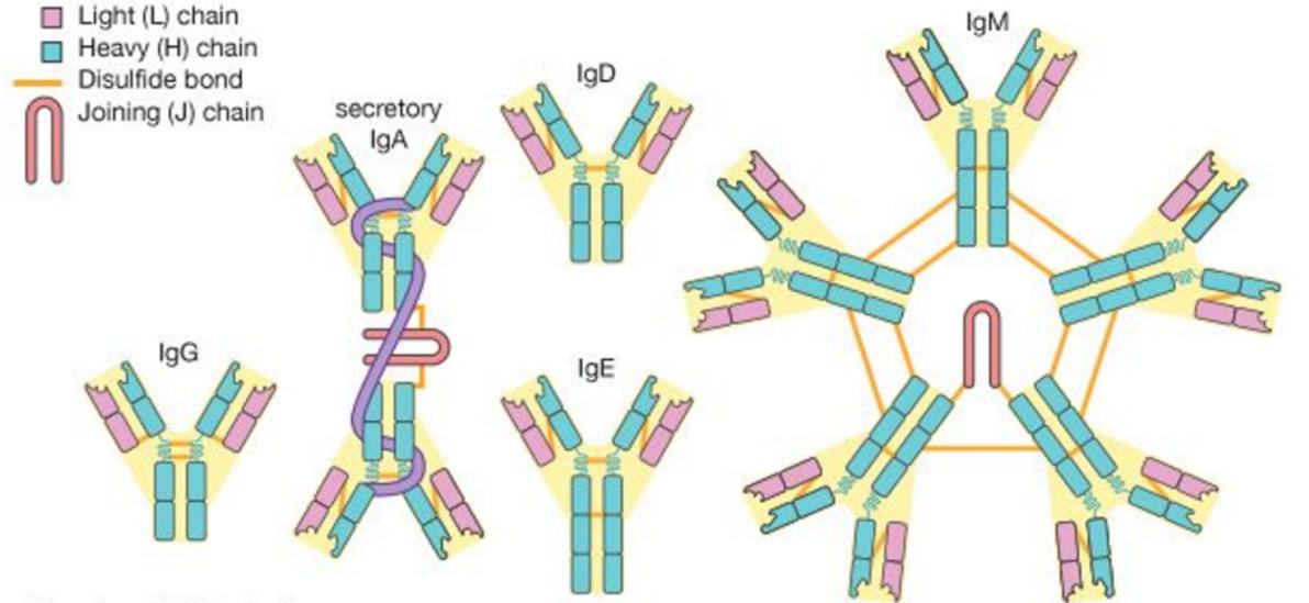 Aperçu de Immunodiagnosis