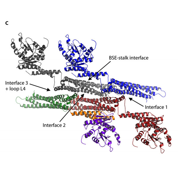 MxA Anticorps